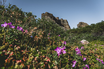 Flowers in the arctic landscape of Disko Bay in Greeland in Summer. Blue Sky and green meadows. Arctic Circle Trail with temple mountains. Disko Island and Village of Qeqertarsuaq, © Mathias