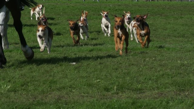 Foxhounds Dogs running on the grass with Horses in Super Slow motion. They are chasing around. Stock Video Clip Footage