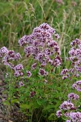 Echter Dost (Origanum vulgare) oder Wilder Majoran mit Blüten