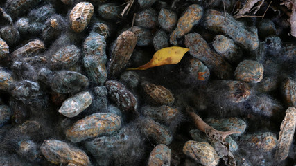 black fungi in a peanut shell