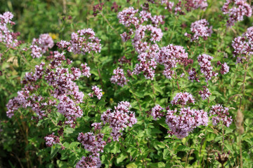 Echter Dost (Origanum vulgare) oder Wilder Majoran mit Blüten