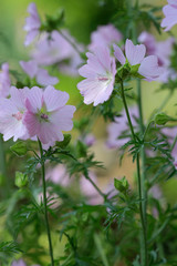 Wilde Malve (Malva sylvestris) Wildpflanze mit rosa Blüten