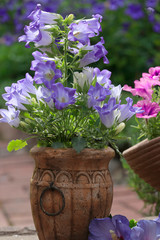 Blaue Glockenblume in Steinvase