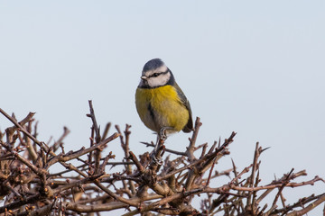 A blue tit perched on the top twig in a hedgerow against a pastel blue sky