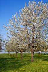 Obraz premium Apfelbäume in Blüte im Frühling, Bayern, Deutschland