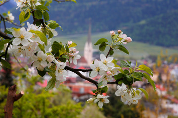 Apfelblüte, Blütenzweig in Südtirol, Italien, Europa