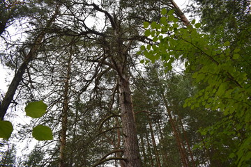 Fototapeta premium tree in forest