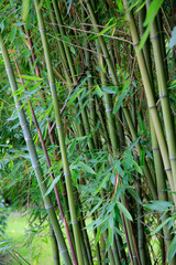 Bambus (Bambusoideae) Grünpflanze