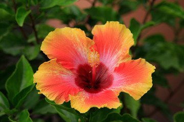 Hibiskus (Hibiscus) oder Eibisch Pflanze mit Blüten © Aggi Schmid