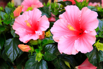 Hibiskus (Hibiscus) oder Eibisch Pflanze mit Blüten