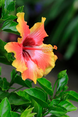 Hibiskus (Hibiscus) oder Eibisch Pflanze mit Blüten
