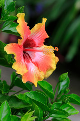 Fototapeta premium Hibiskus (Hibiscus) oder Eibisch Pflanze mit Blüten