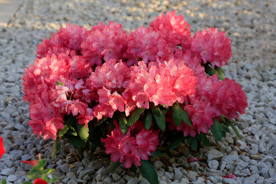Garten Azalee Pflanze im Blumenbeet mit Ziersteine