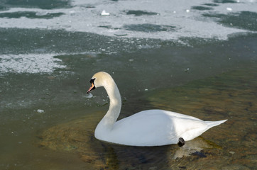 White swan is swimming
