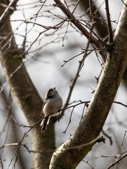 Obraz premium An inquisitive long tailed tit perched on a branch looking up at the trees above