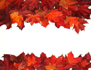 autumn background forest with maple trees and sunny beams