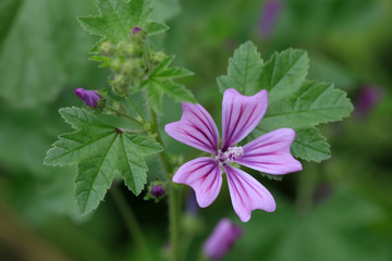 Wilde Malve (Malva sylvestris) Pflanze mit Blüten