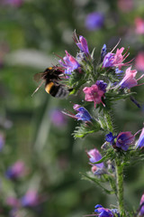 Gewöhnliche Natternkopf oder Blaue Natternkopf (Echium vulgare) 