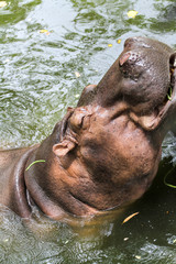 the hippopotamus is sleep in river at thailand