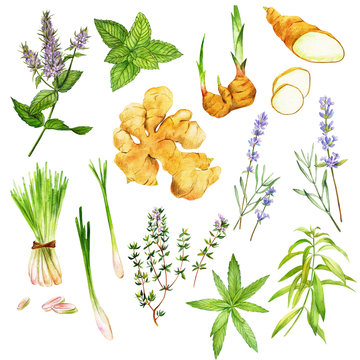Tea herbs including peppermint and verbena, hand drawn watercolor