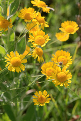  Sonnenaugen (Heliopsis) Staude mit gelben Blüten