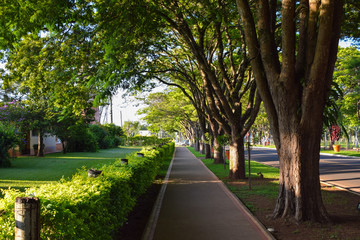 sidewalk surrounded by trees and gardens in the city of Holambra, Brazil