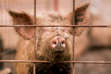 African swine fever virus, ASFV. One pig in a cage