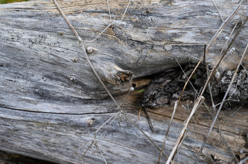Holzmaserung im Detail