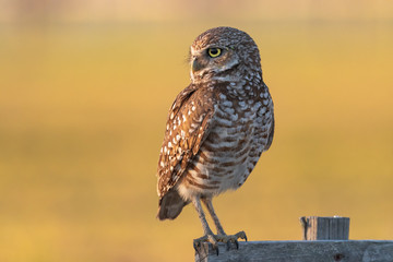 A Burrowing Owl perched at sunrise.