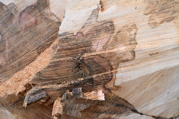 Holzmaserung im Detail