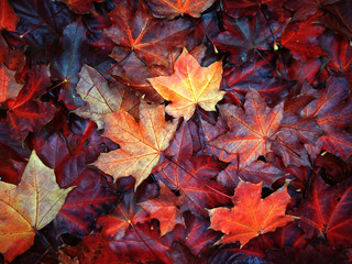 autumn background forest with maple trees and sunny beams