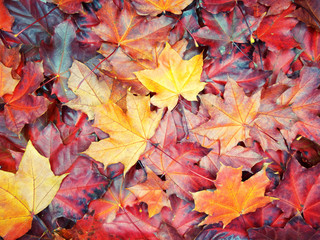 autumn background forest with maple trees and sunny beams