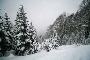 Snow-covered spruce trees in the Caucasus mountains, Sochi, Russia.