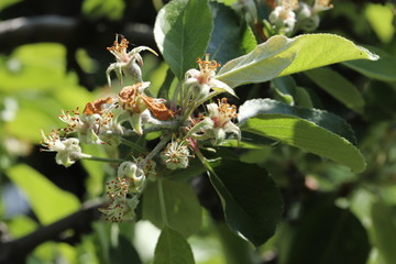 Young fruit apples after flowering in garden. Apple buds. Young apple buds primordium . Young apple...
