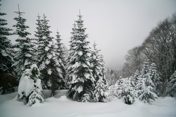 Snow-covered spruce trees in the Caucasus mountains, Sochi, Russia.