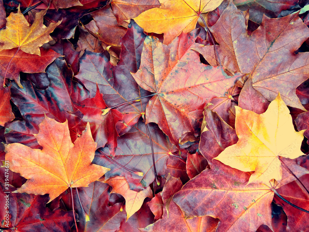Canvas Prints autumn background forest with maple trees and sunny beams