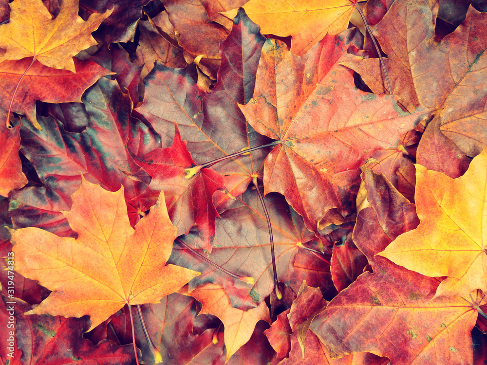Wall mural autumn background forest with maple trees and sunny beams