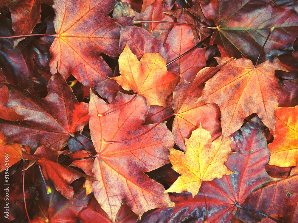 Wall mural autumn background forest with maple trees and sunny beams