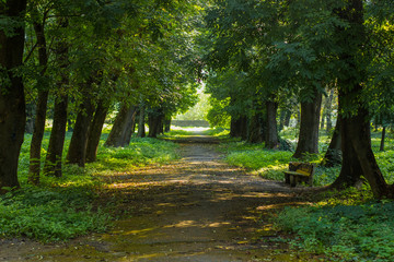 park outdoor walking asphalt road spring time green foliage and grass meadow natural environment