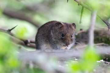 A cute furry little field vole eating a seed under a dense hedgerow