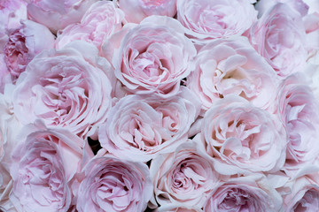 Rosen, Blüten, Hintergrund
