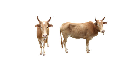 cow isolated on white background