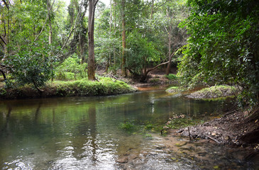 Fototapeta na wymiar Clear stream in the forest