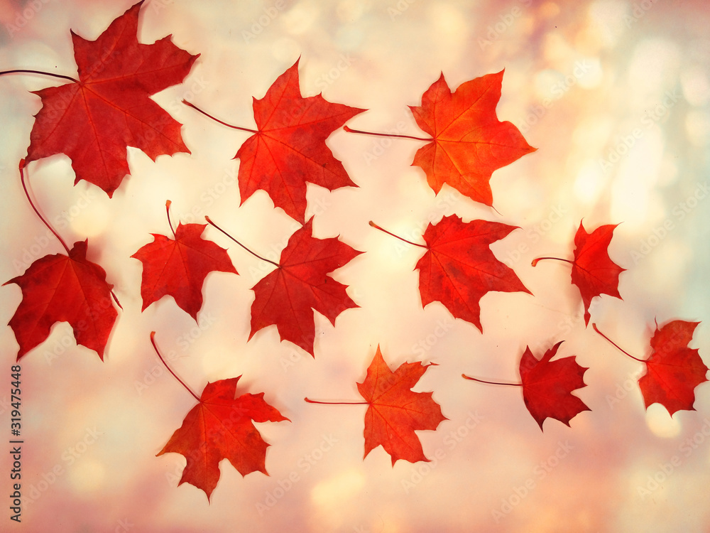 Wall mural autumn background forest with maple trees and sunny beams