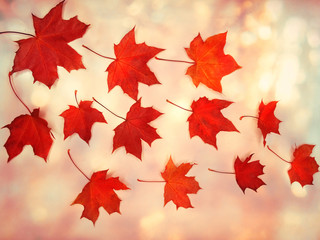 autumn background forest with maple trees and sunny beams