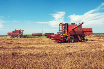 Fototapeta premium Combine harvesting in a field of golden wheat.