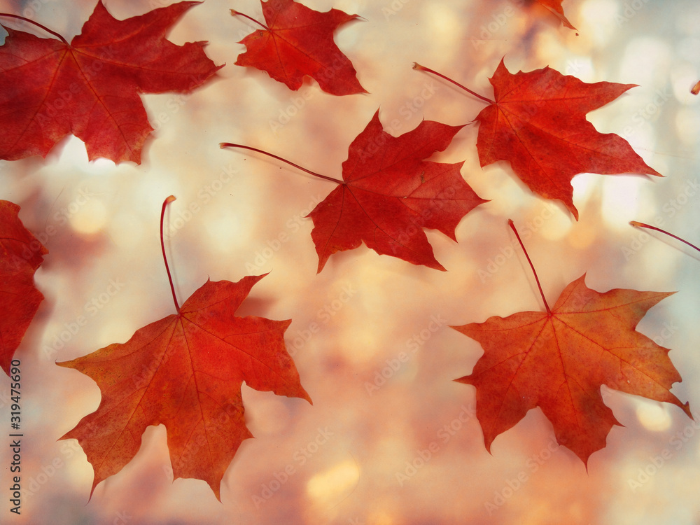 Canvas Prints autumn background forest with maple trees and sunny beams