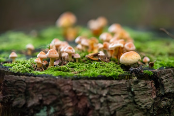 Pilze Baumstumpf Stamm Rinde Detail Makro Nahaufnahme Moos Herbst Verfall verrotten feucht klein Schnittfläche Kolonie Gruppe Sporen klein Kreislauf