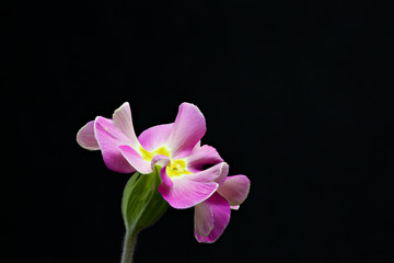 Close up Primrose Primula, pink flower on black background.View from profile. High resolution.