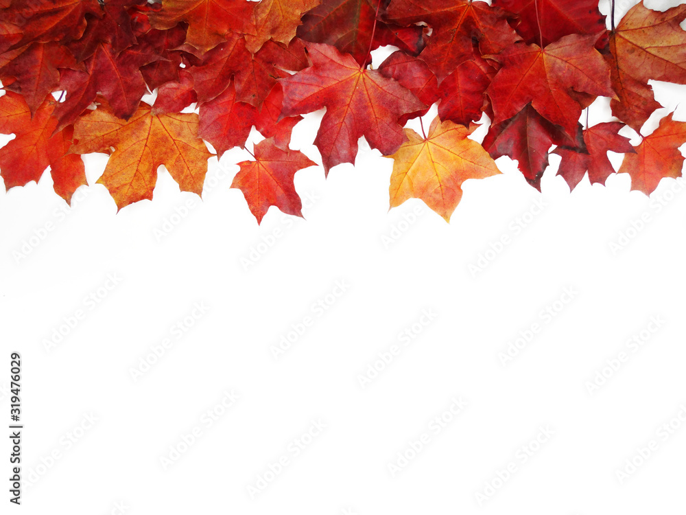 Canvas Prints autumn background forest with maple trees and sunny beams